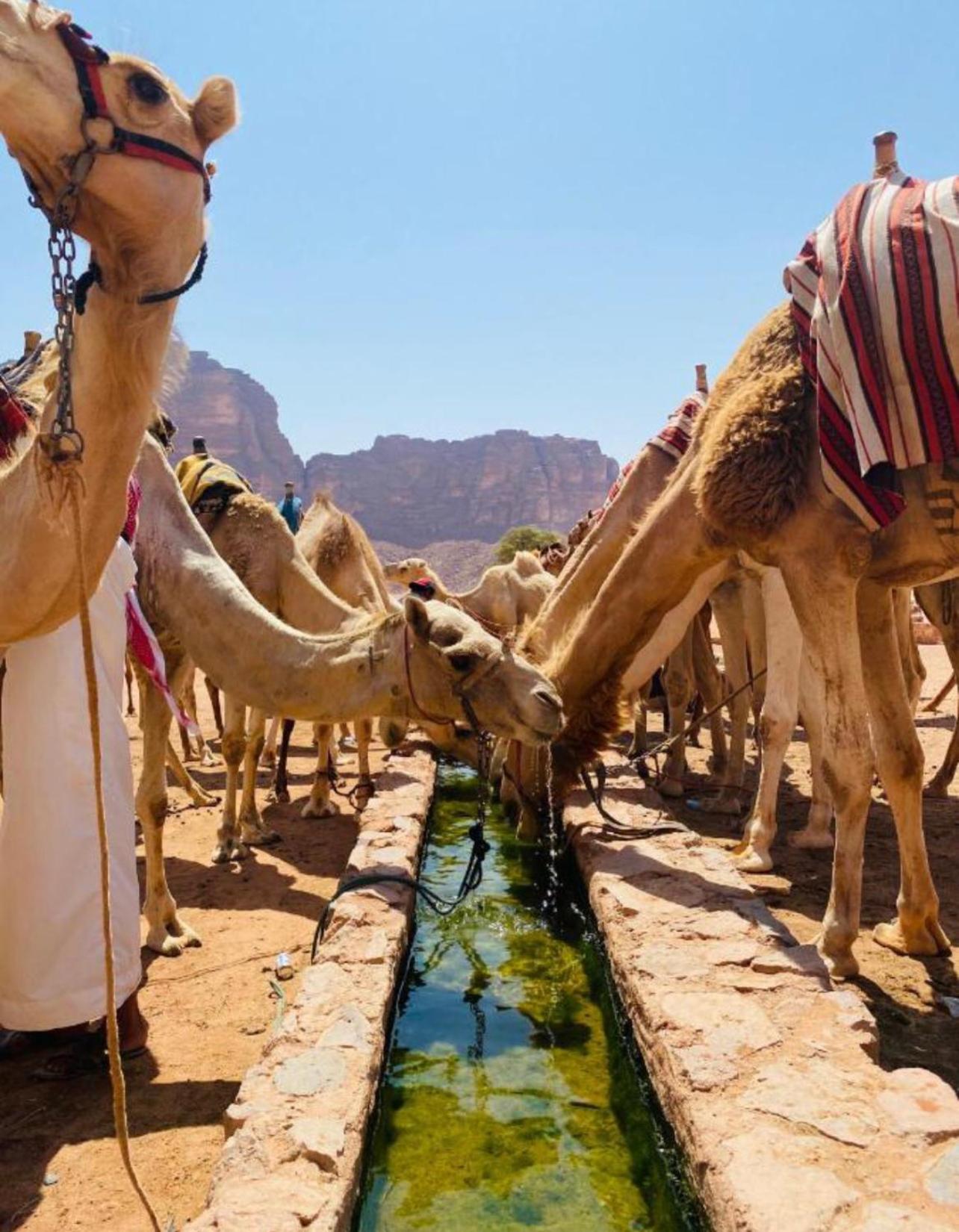 Hidden Wadi Rum Camp المظهر الخارجي الصورة