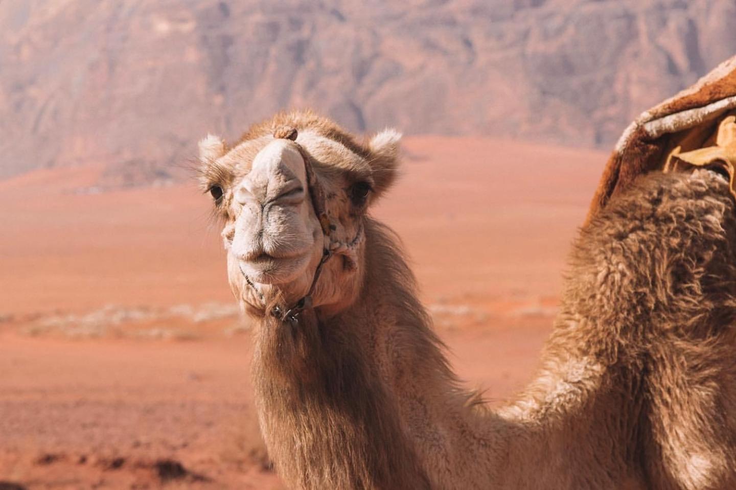 Hidden Wadi Rum Camp المظهر الخارجي الصورة
